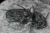 Two Devil Horned Cyphaspis Trilobites - Mrakib, Morocco #107695-2
